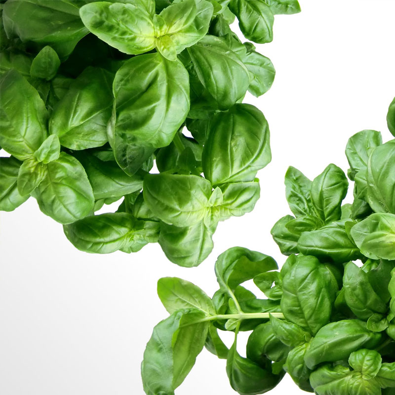Fesleğen (Basil)